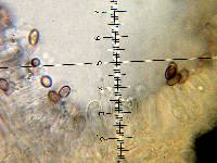 Psilocybe muliercula image