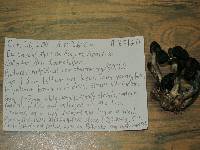 Psilocybe muliercula image