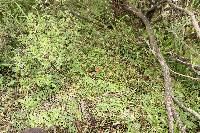 Psilocybe muliercula image