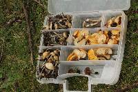 Psilocybe muliercula image