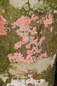 Cryptothecia rubrocincta image