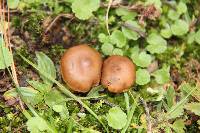 Psilocybe muliercula image