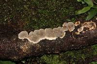 Bjerkandera adusta image