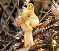 Helvella crispa image