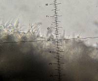 Psilocybe muliercula image