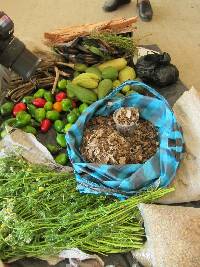 Schizophyllum commune image
