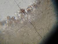 Psilocybe muliercula image