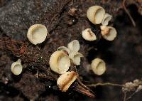 Media resource of Calyptella capula