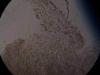 Psilocybe muliercula image