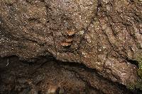 Psilocybe muliercula image