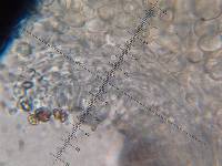 Psilocybe muliercula image