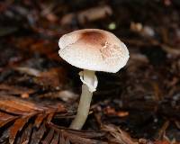 Lepiota castaneidisca image