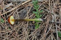 Hygrocybe singeri image