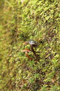 Psilocybe muliercula image