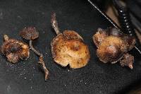 Psilocybe muliercula image