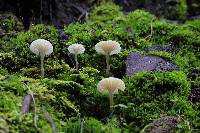 Media resource of Hygrocybe borealis