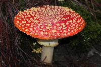 Amanita muscaria image
