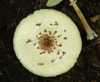 Chlorophyllum molybdites image