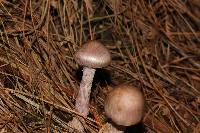 Thumbnail image of current specimen