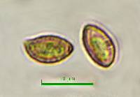 Thumbnail image of current specimen