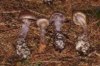 Thumbnail image of current specimen