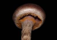 Thumbnail image of current specimen