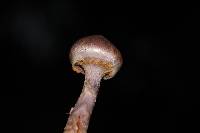 Thumbnail image of current specimen