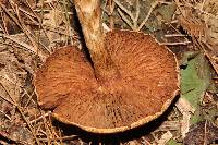 Thumbnail image of current specimen