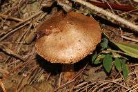 Thumbnail image of current specimen
