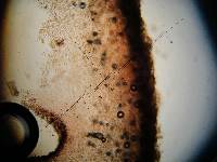 Thumbnail image of current specimen