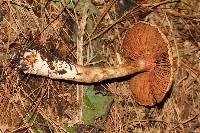 Thumbnail image of current specimen