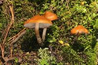 Psilocybe muliercula image