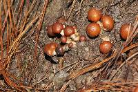 Psilocybe muliercula image