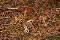 Thumbnail image of current specimen