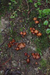 Psilocybe muliercula image