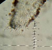 Leratiomyces ceres image