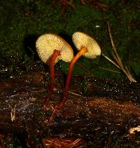 Xeromphalina tenuipes image