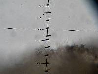 Psilocybe muliercula image