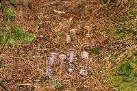 Thumbnail image of current specimen