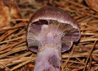 Thumbnail image of current specimen