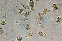 Thumbnail image of current specimen