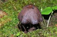 Thumbnail image of current specimen