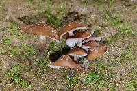 Psilocybe muliercula image