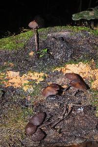 Thumbnail image of current specimen