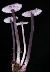 Mycena pura image