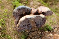 Psilocybe muliercula image