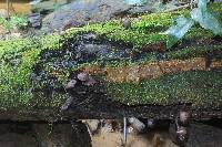 Thumbnail image of current specimen