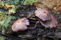 Thumbnail image of current specimen