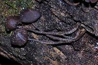 Thumbnail image of current specimen