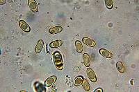Thumbnail image of current specimen